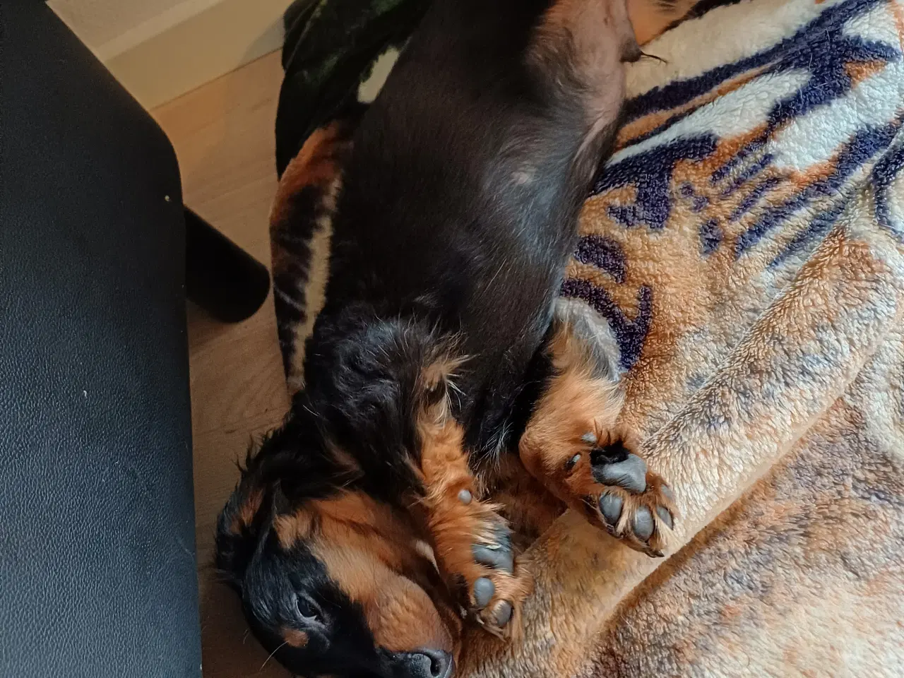 Billede 9 - Langhåret dværg gravhund med  DKKstamtavle.