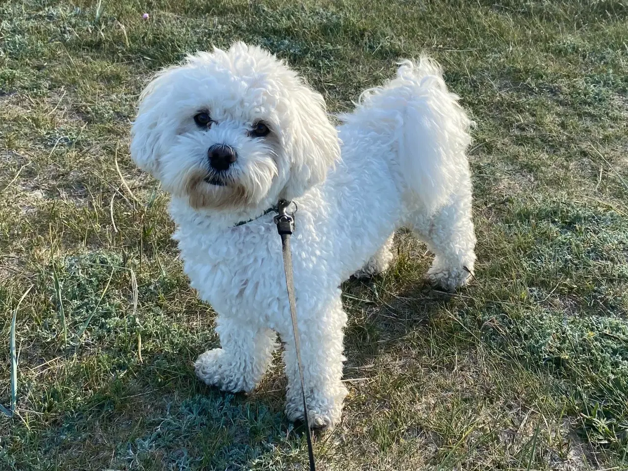 Billede 2 - Havapoo/maltipoo