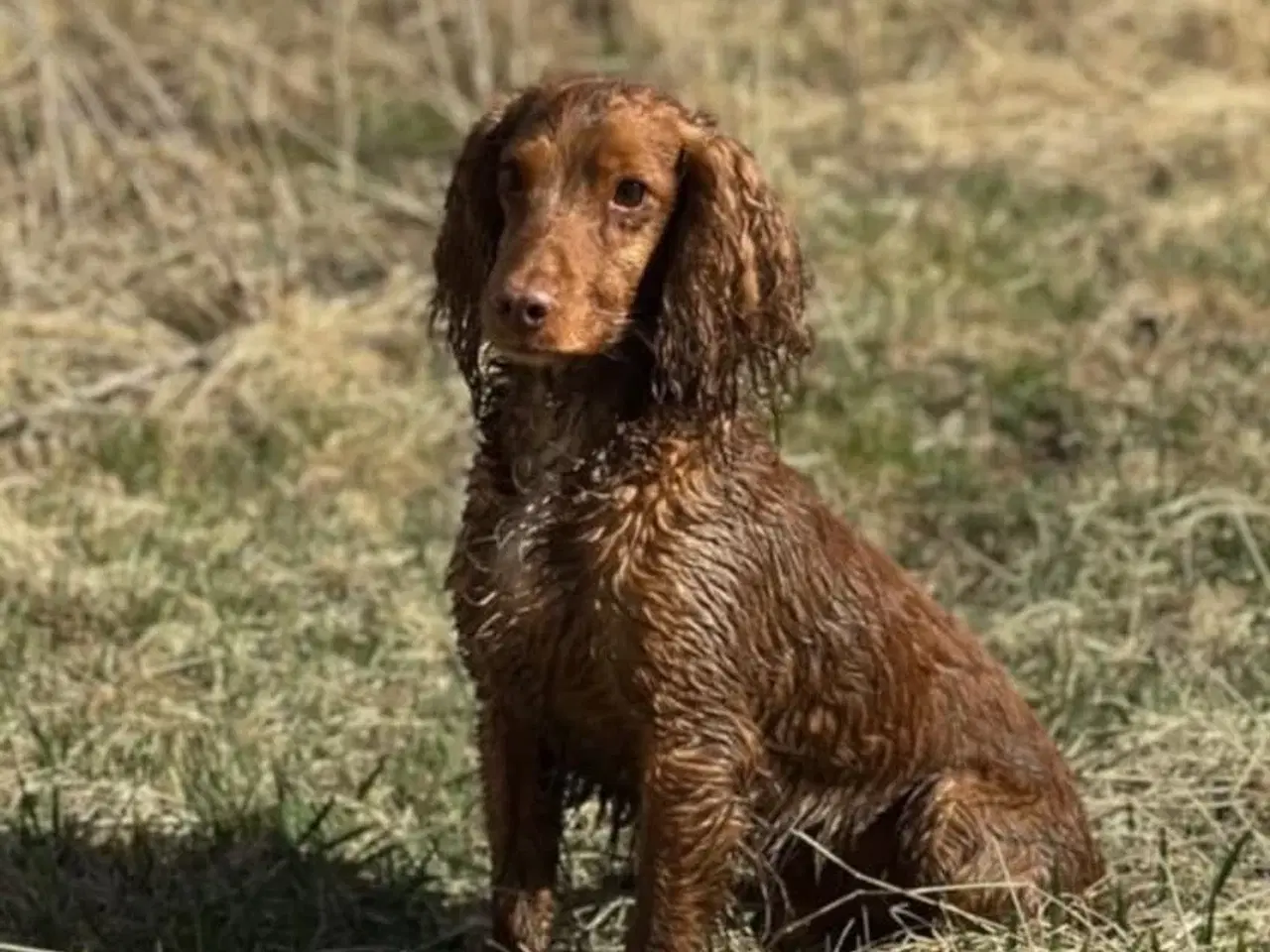 Billede 5 - FT Cockerspaniel hvalpe sælges 