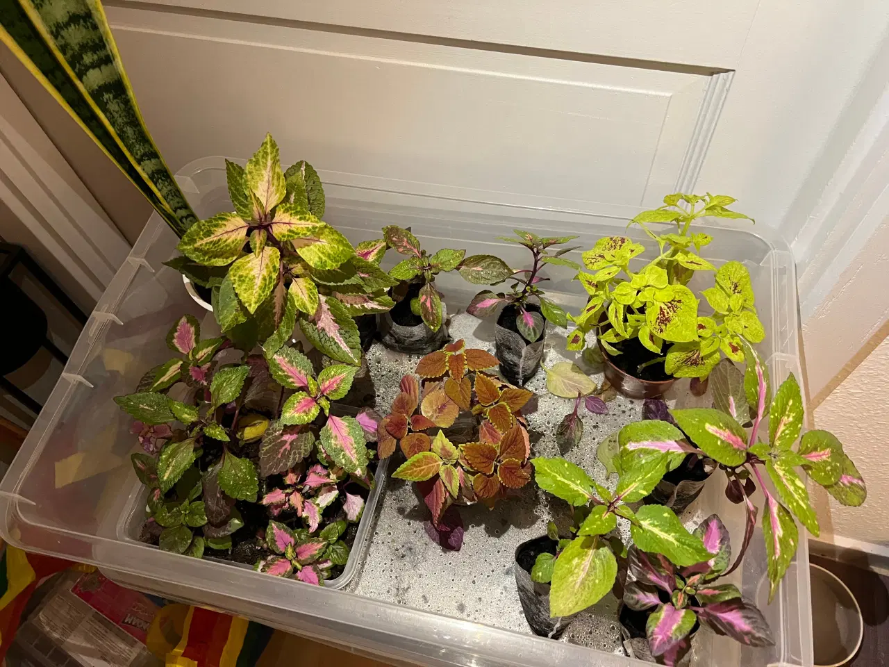 Billede 1 - Forskellige paletblad planter