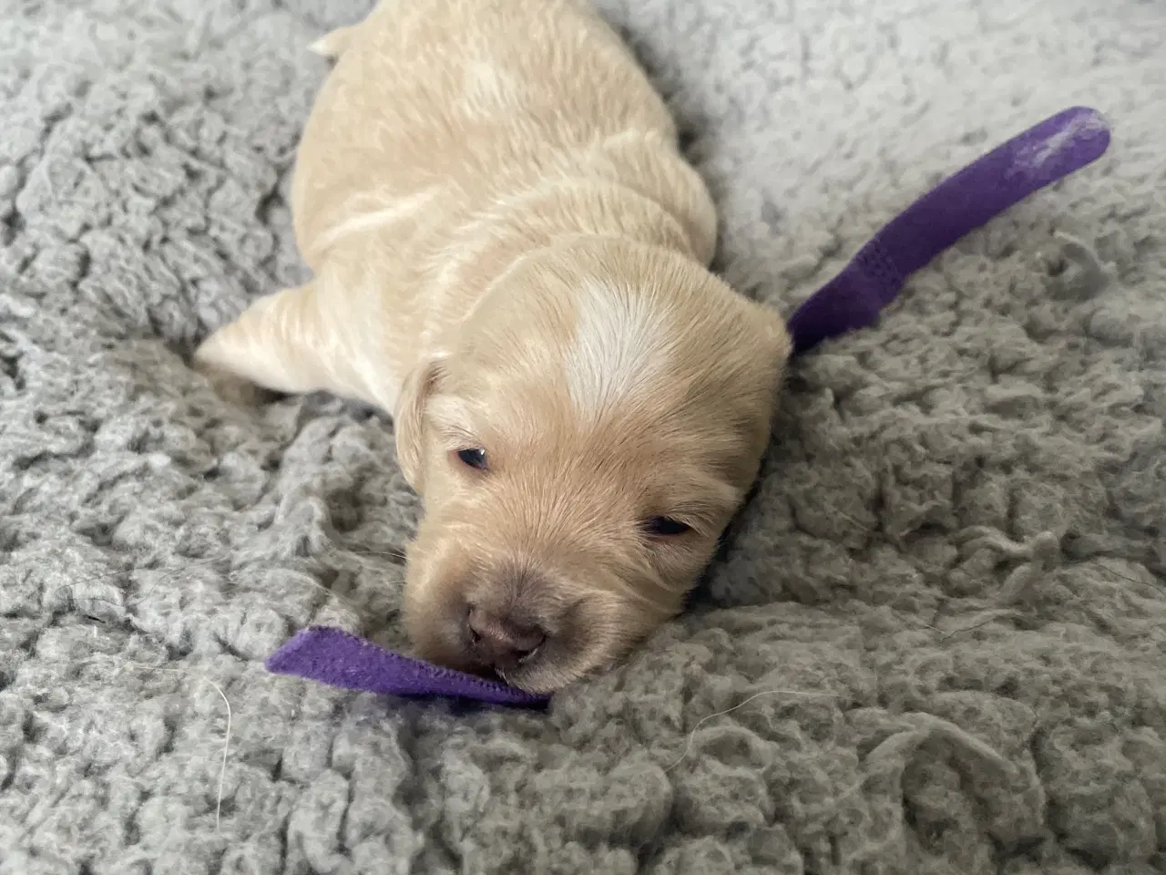 Billede 5 - Havapoo/maltipoo