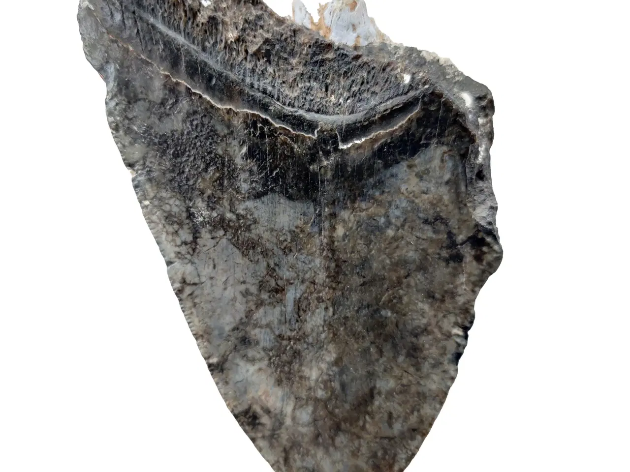 Billede 2 - Megalodon tand 10,1 cm