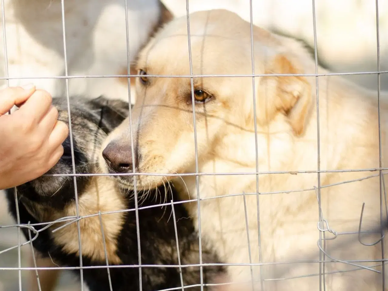 Billede 12 - Kælepot søger familie