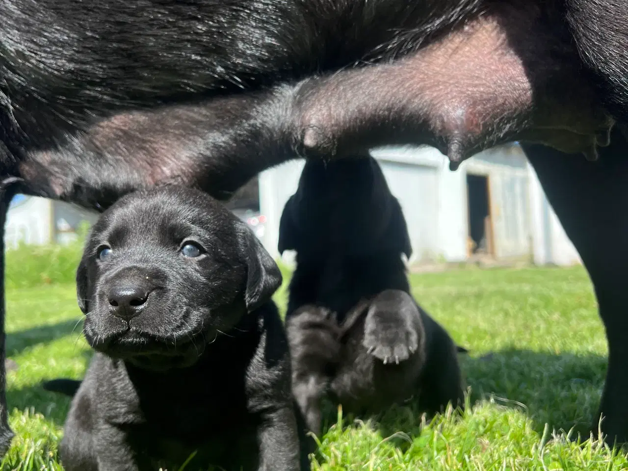 Billede 5 - Ægte labrador hvalpe