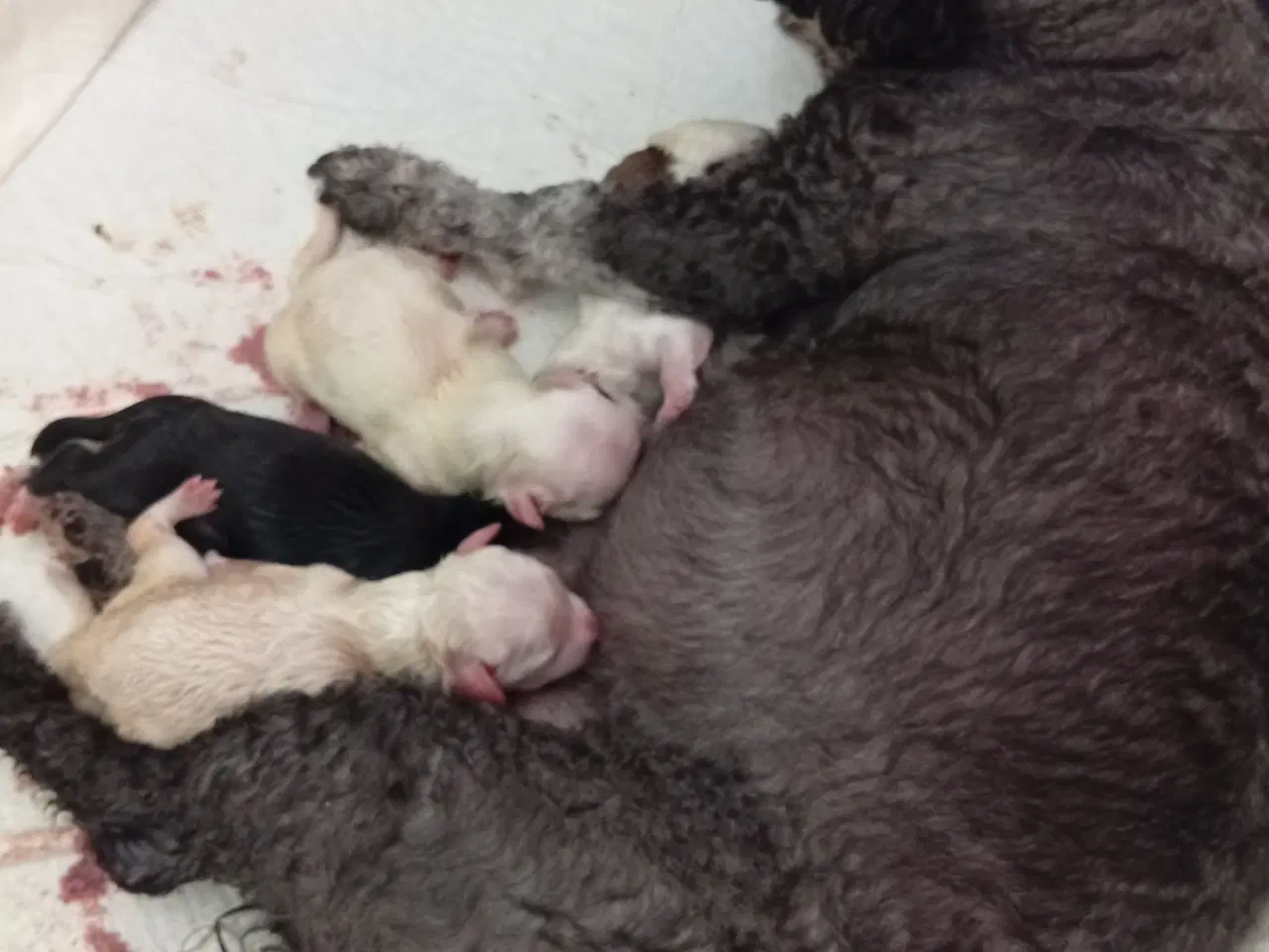 Billede 2 - bichon hvalpe soger nye hjem