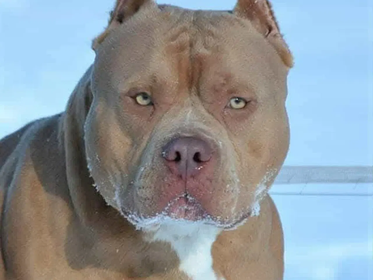 Billede 2 - American bully pocket han til avl