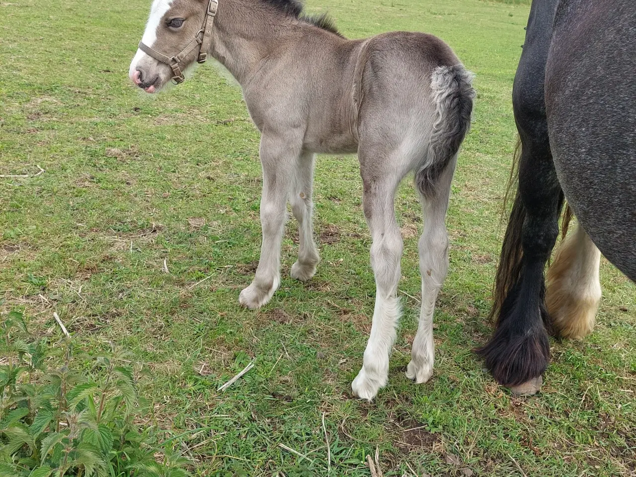 Billede 2 - Skøn irish cob hoppe