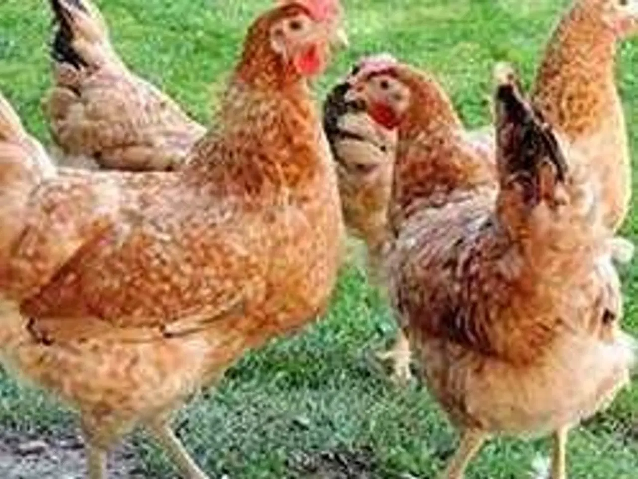Billede 1 - Guldstrippet høner 