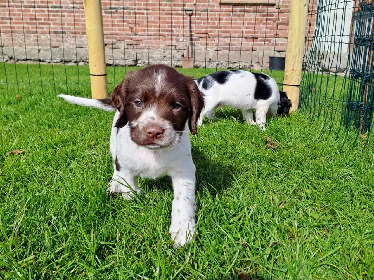 Billede 2 - Spaniel hvalpe med stamtavle