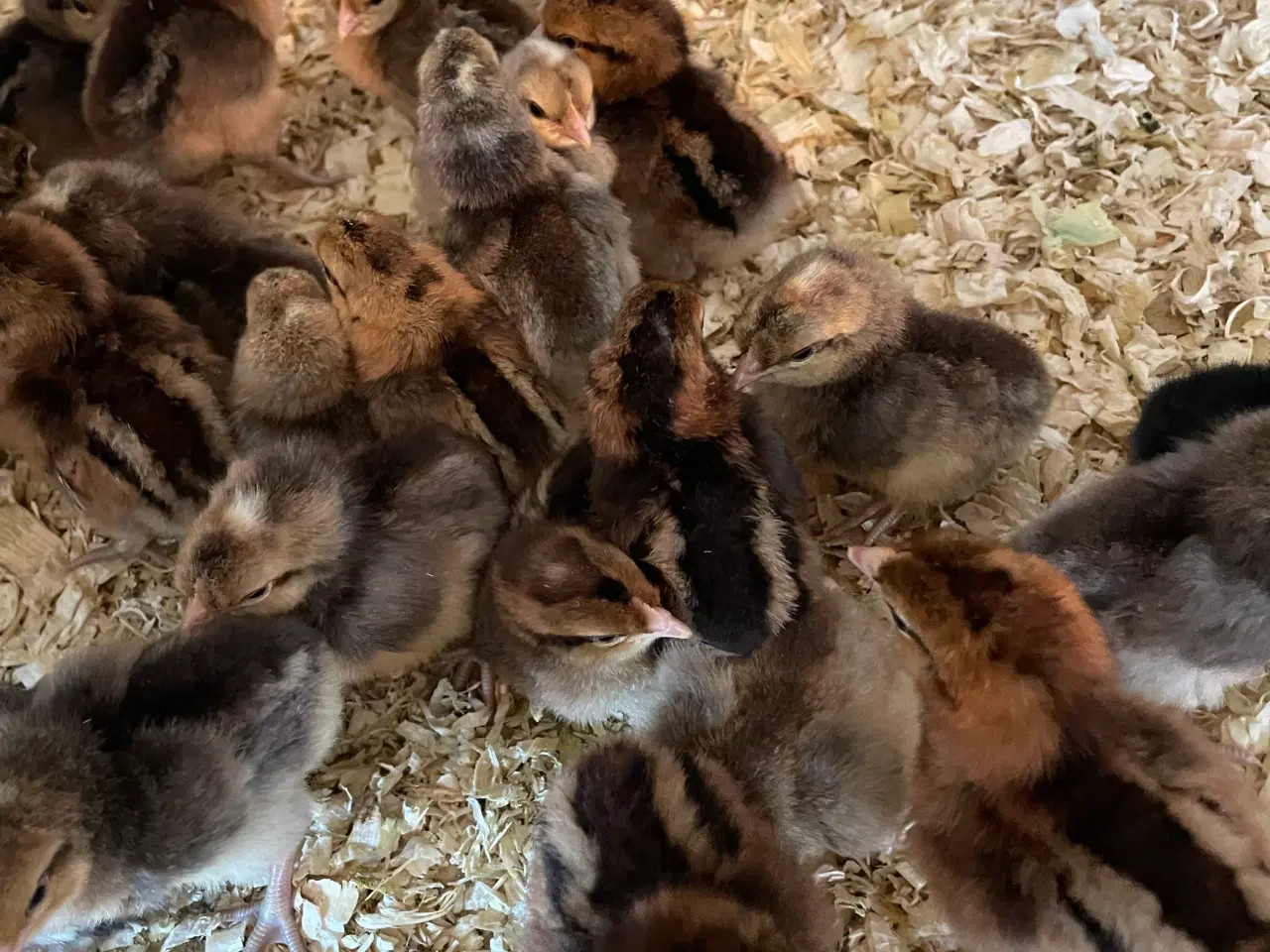 Billede 1 - HØNE kyllinger