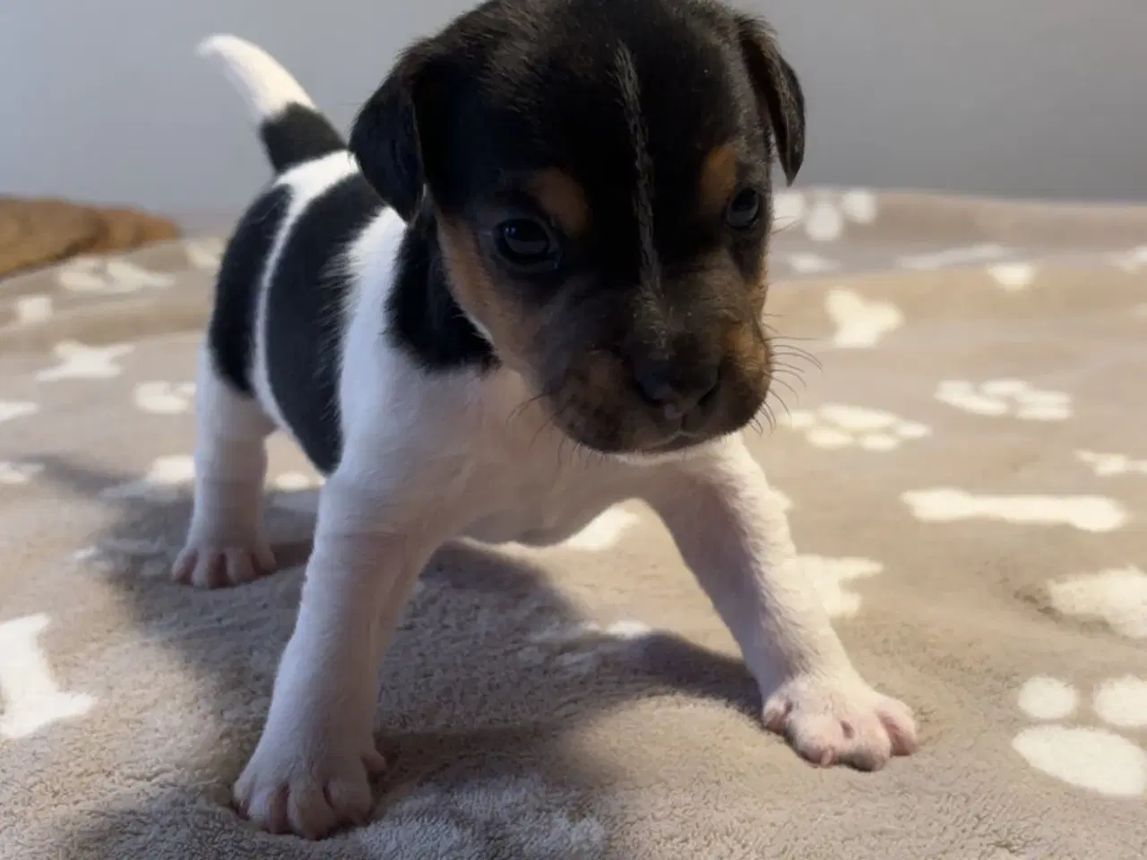 Billede 2 - Jack Russel hvalpe