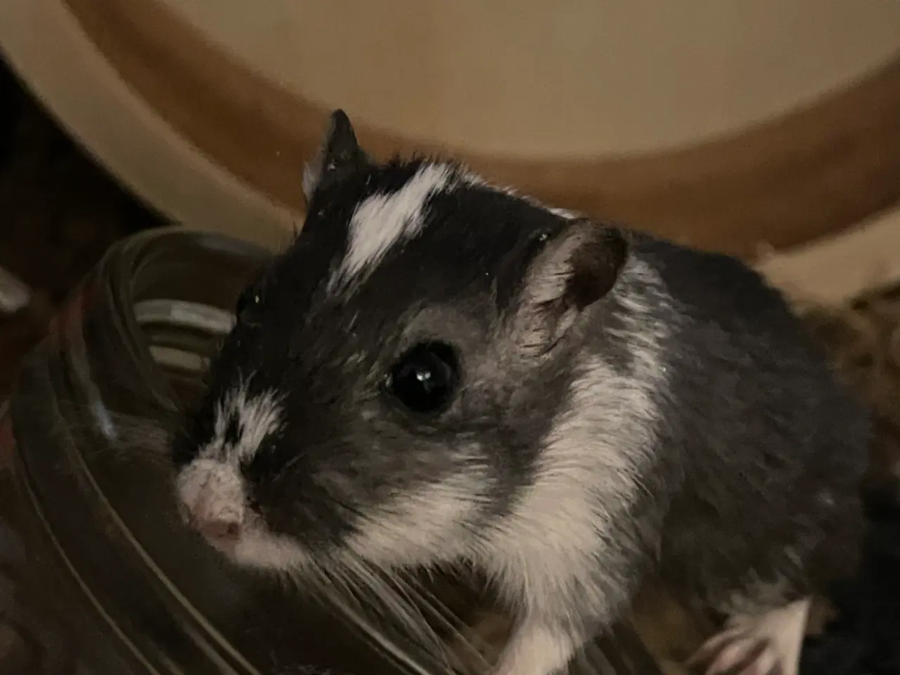 Billede 5 - Ørkenrotter piger 