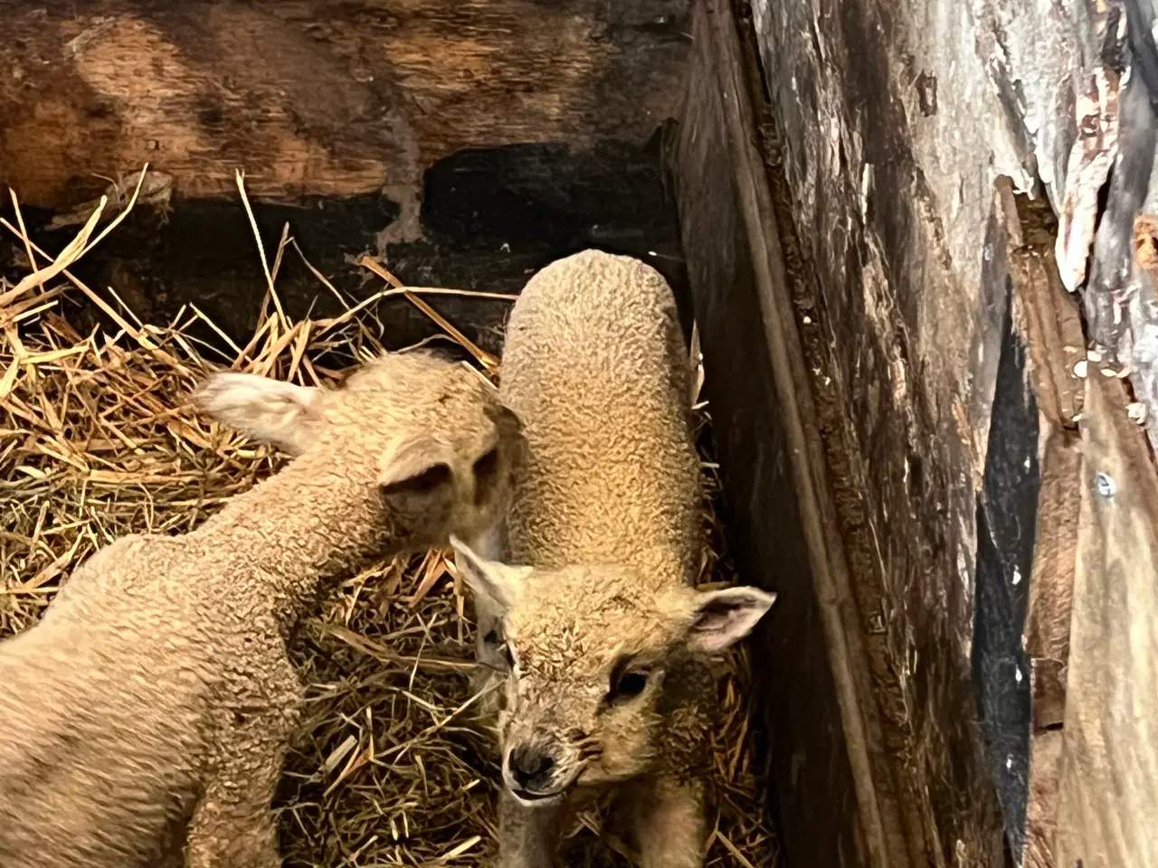 Billede 1 - Får med lam købes. 