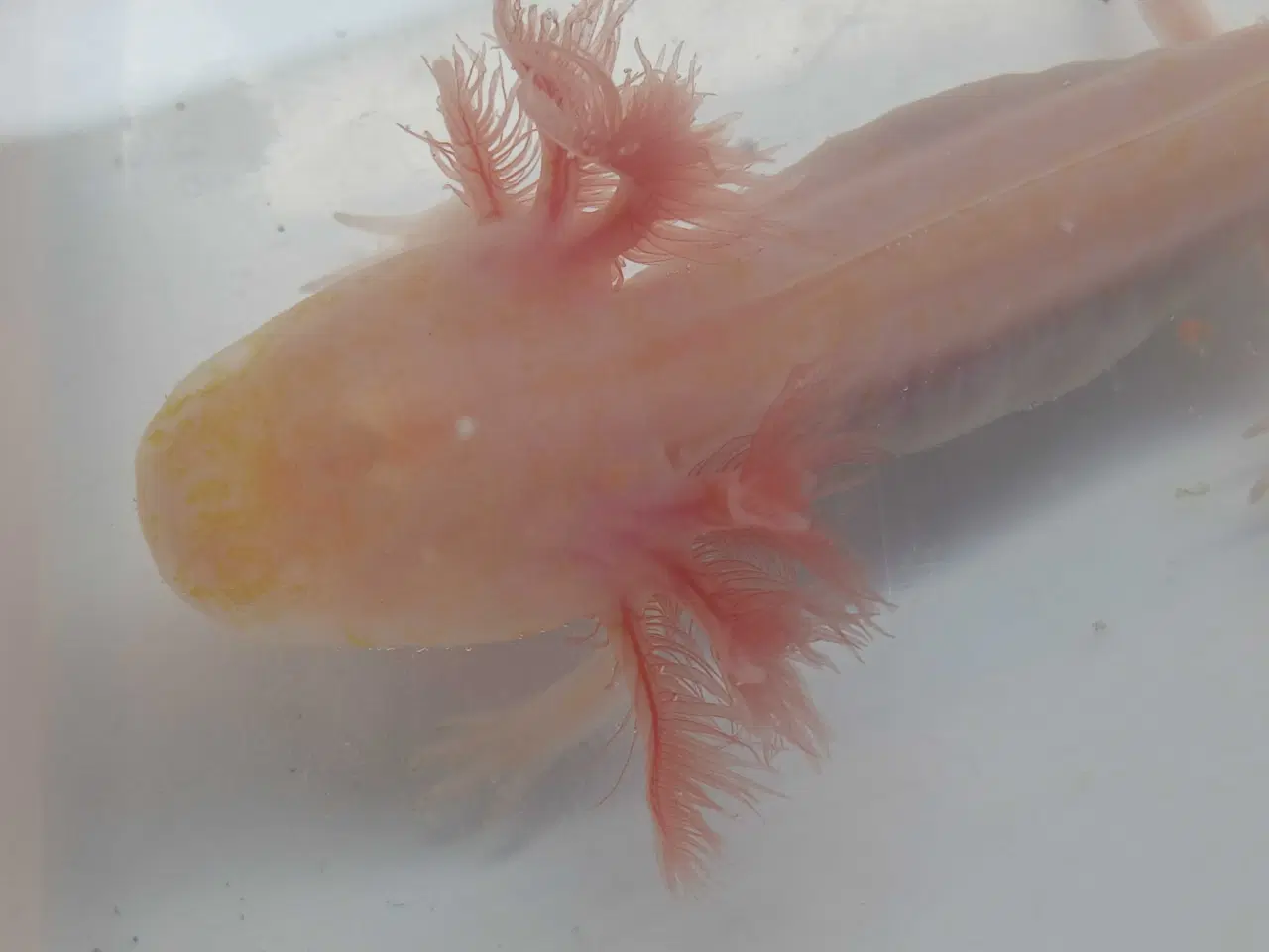 Billede 6 - Golden Mosaik axolotl 