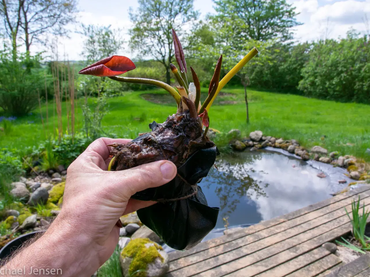 Billede 5 - Åkander - Planter til havedam