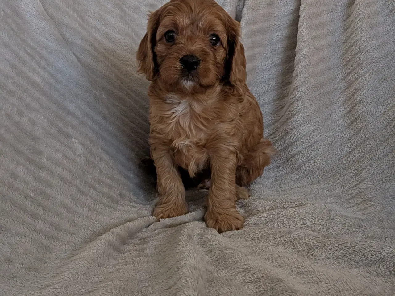 Billede 2 - Cavapoo hvalpe søger kærlige hjem - Cava/Toypuddel