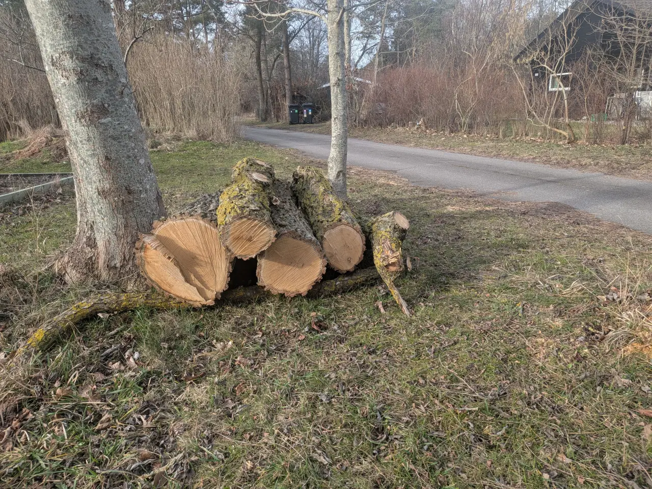 Billede 1 - Uægte akacietræ sælges.