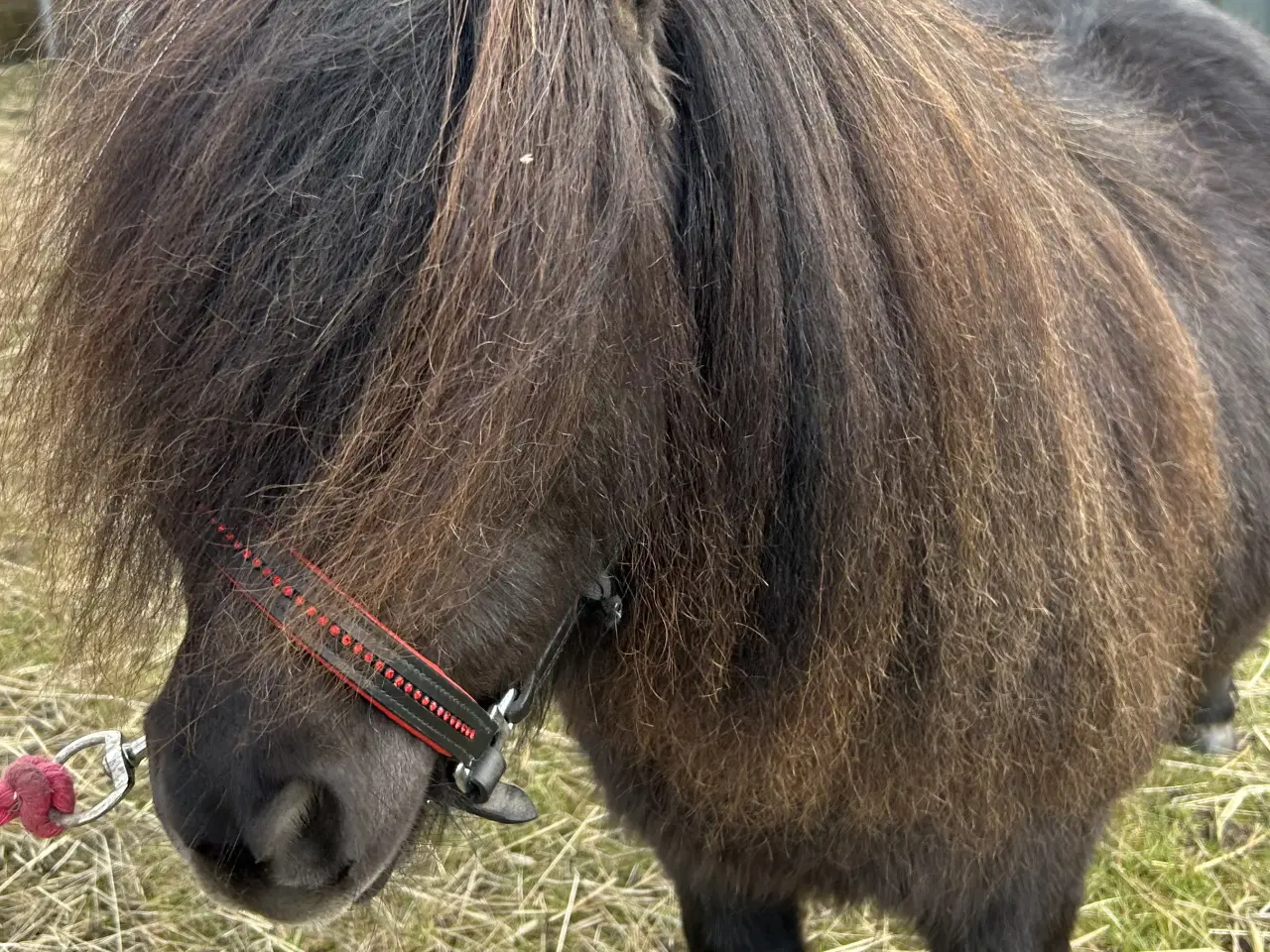 Billede 4 - Skøn mini shetlænder sælges