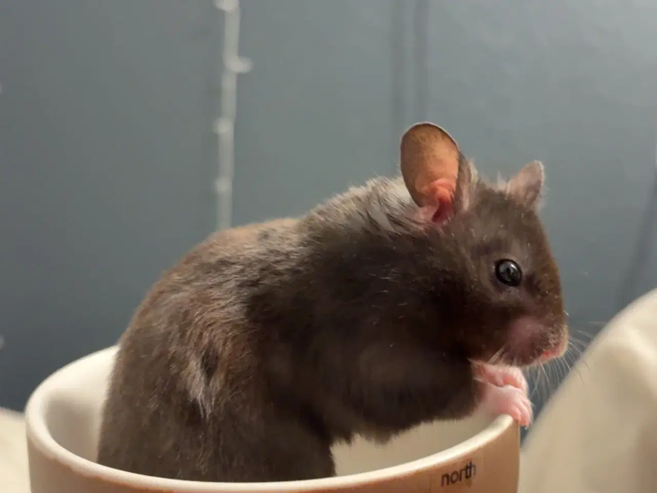 Billede 1 - Guldhamster 