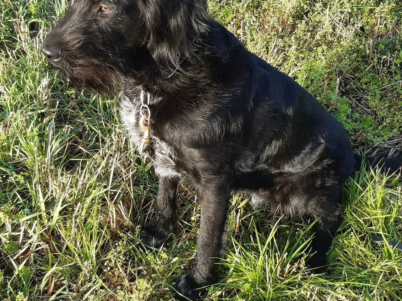 Billede 1 - Labrador blanding Tæve