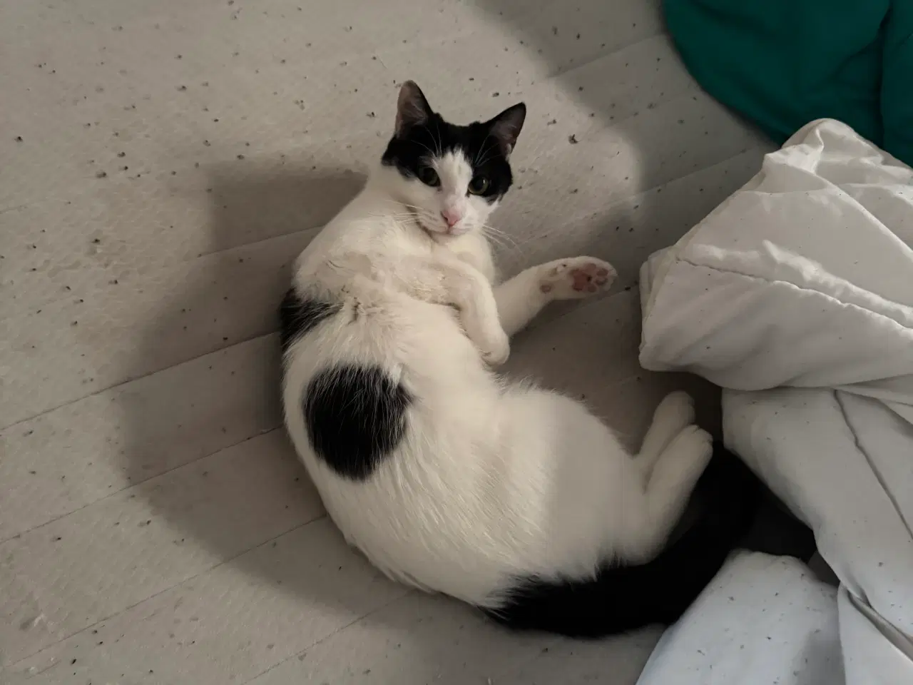 Billede 2 - Kat