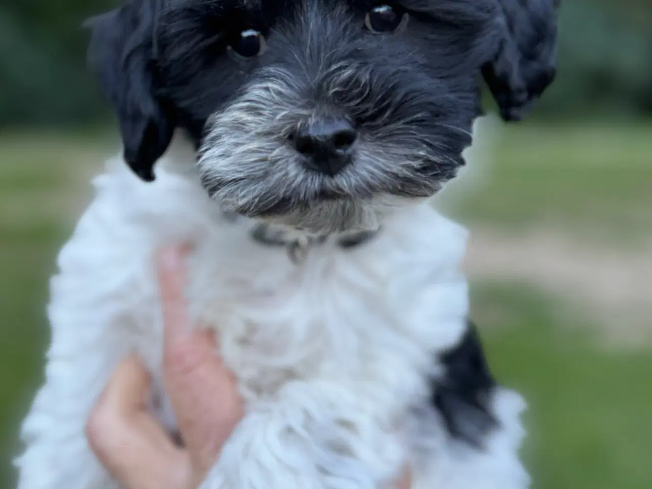 Billede 2 - Lhasa Doodle hanhvalp. Flytteklar