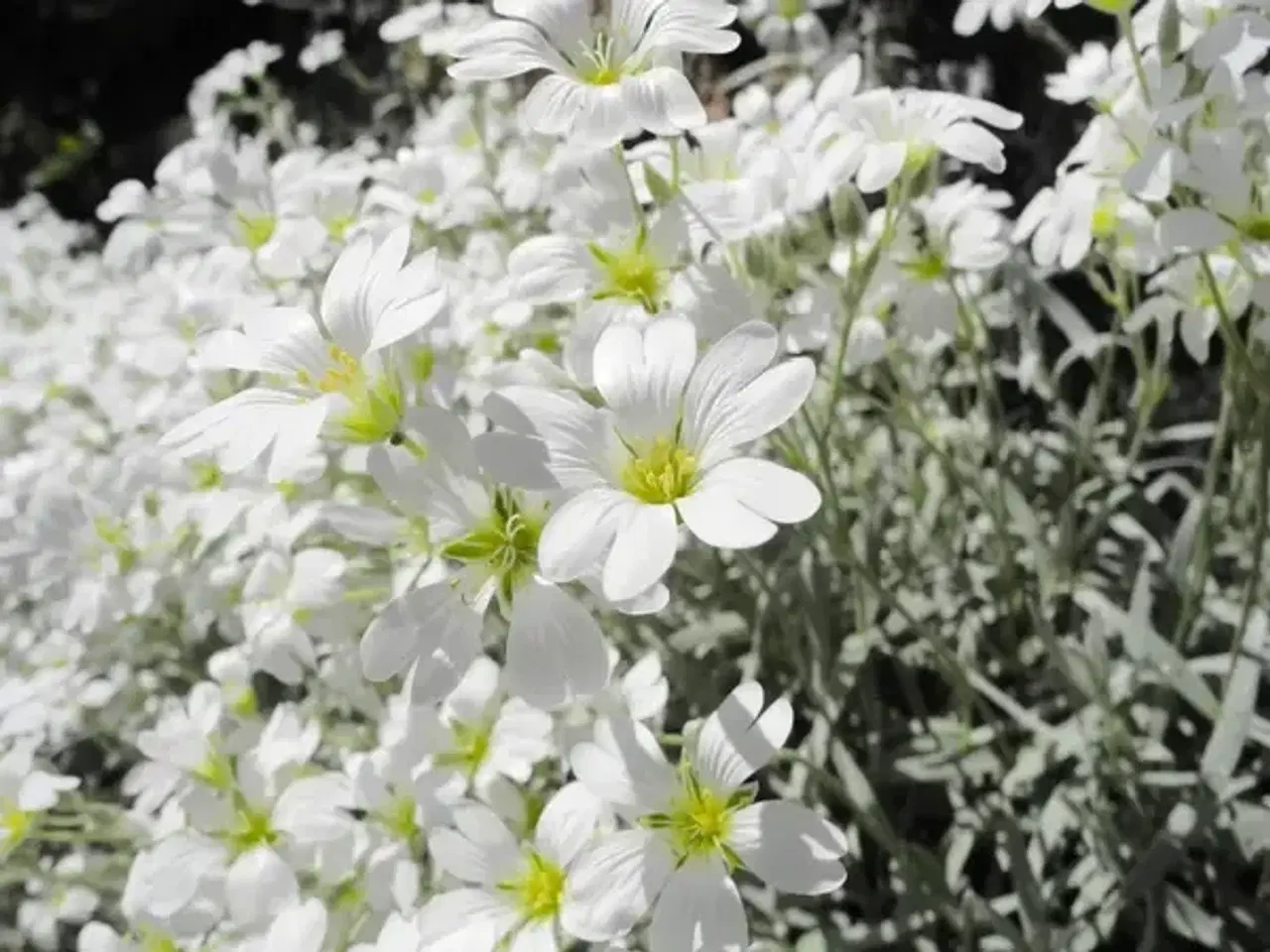 Billede 1 - Hønsetarm med hvide blomster