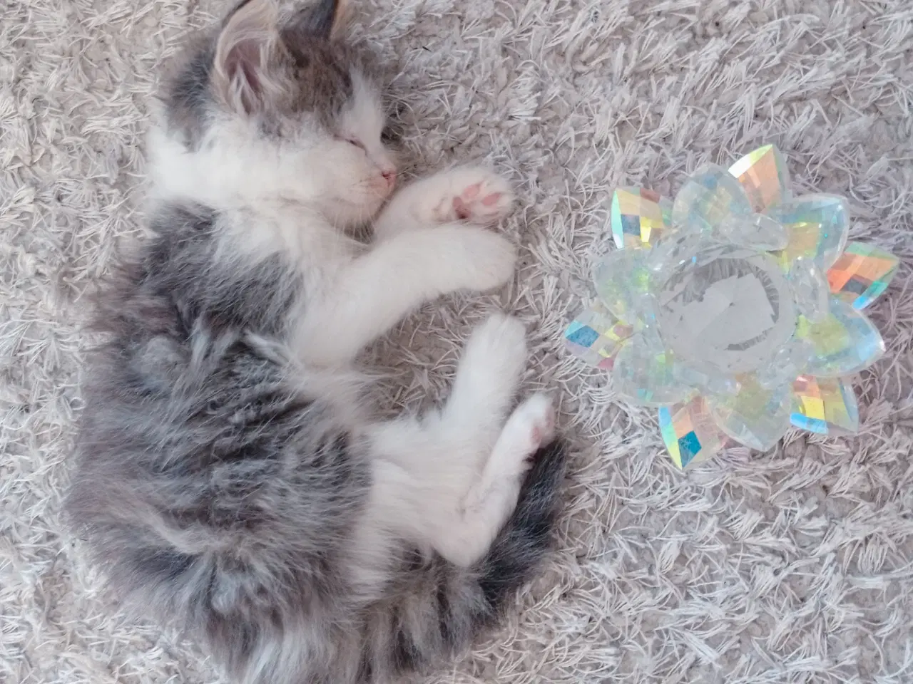 Billede 10 - Mainecoon killinger 