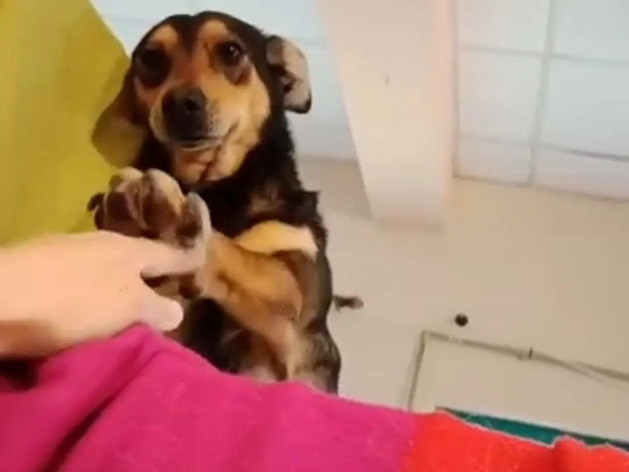 Billede 13 - Uadskilleligt makkerpar søger hjem sammen 🩷