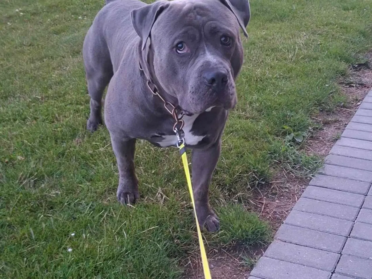 Billede 1 - American Bully fra Lionheart bullies med Stamtavle