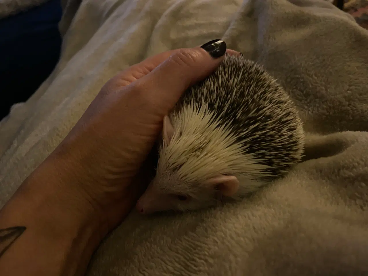 Billede 4 - Afrikansk Pygmæ Pindsvin