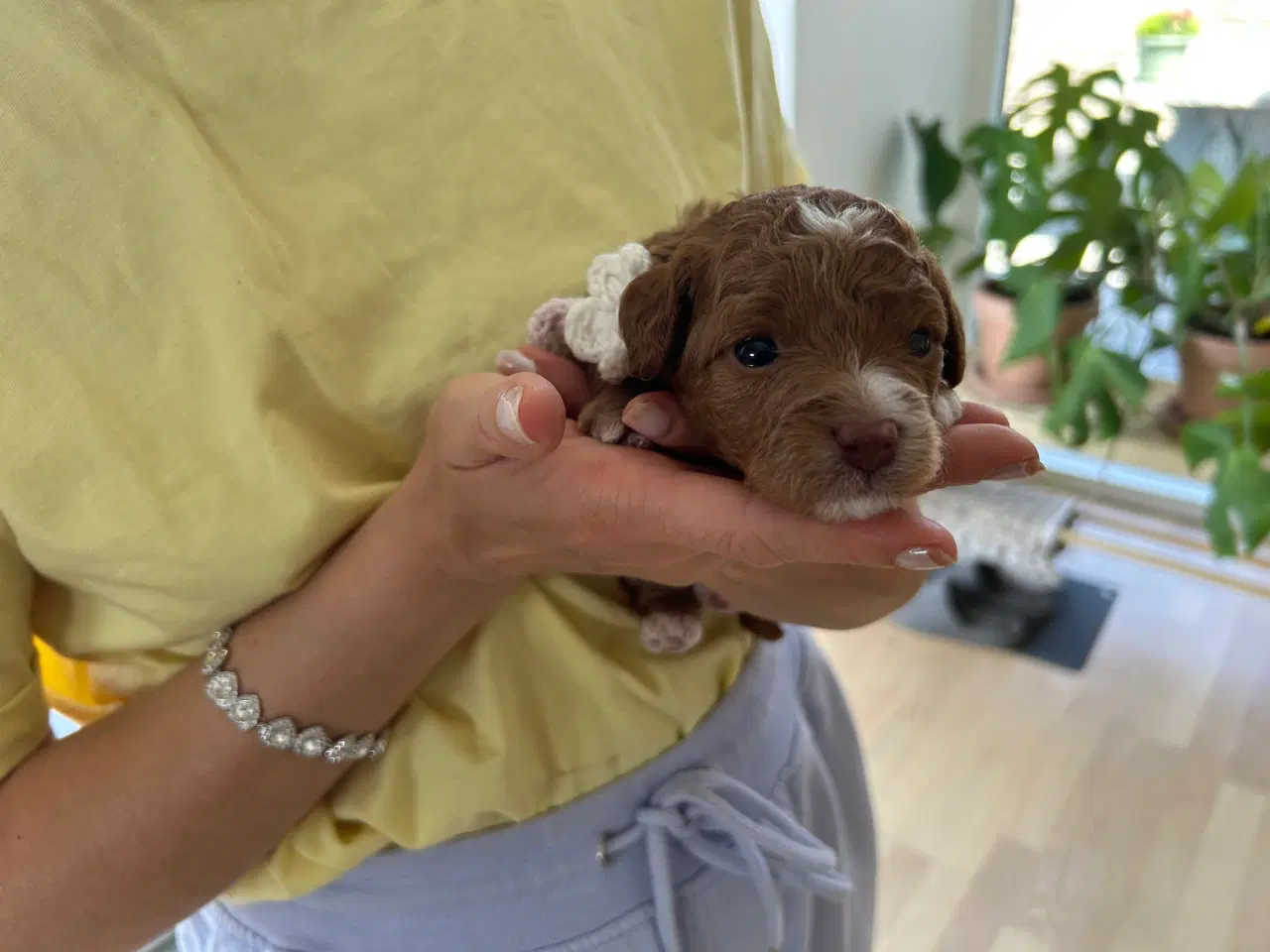 Billede 5 - Vores 2 dværgpuddel har fået 3 hundehvalpe 