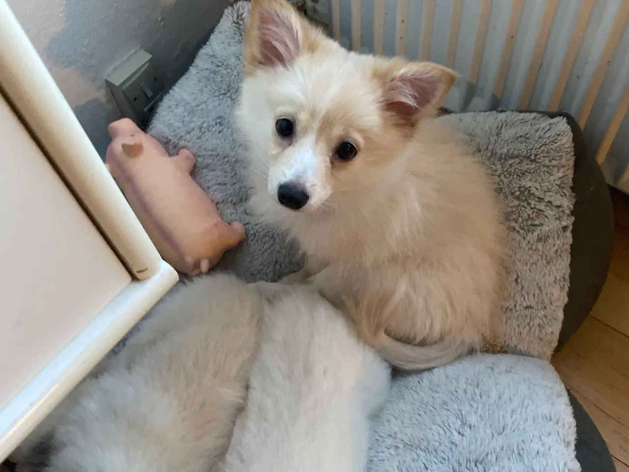 Billede 1 - Mittelspitz/pomchi