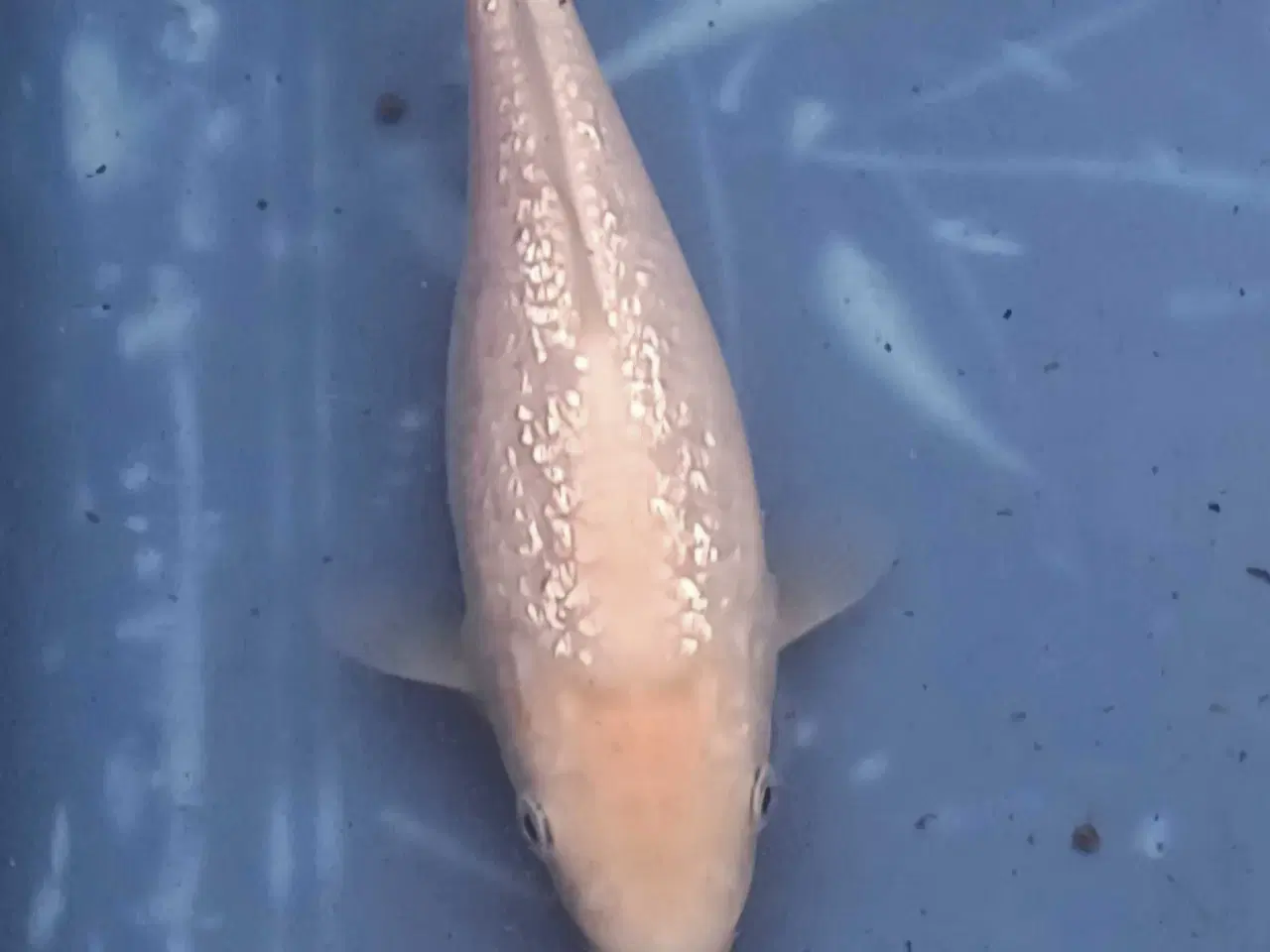 Billede 5 - Koi 16-20 cm