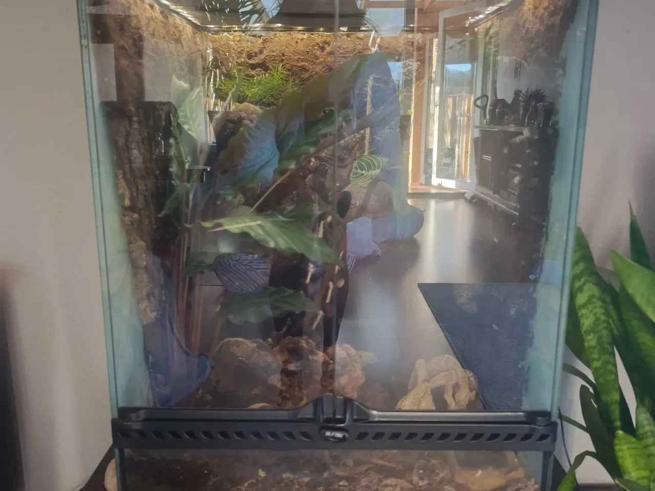 Billede 2 - terrarium komplet med en sund og rolig kronegekko.