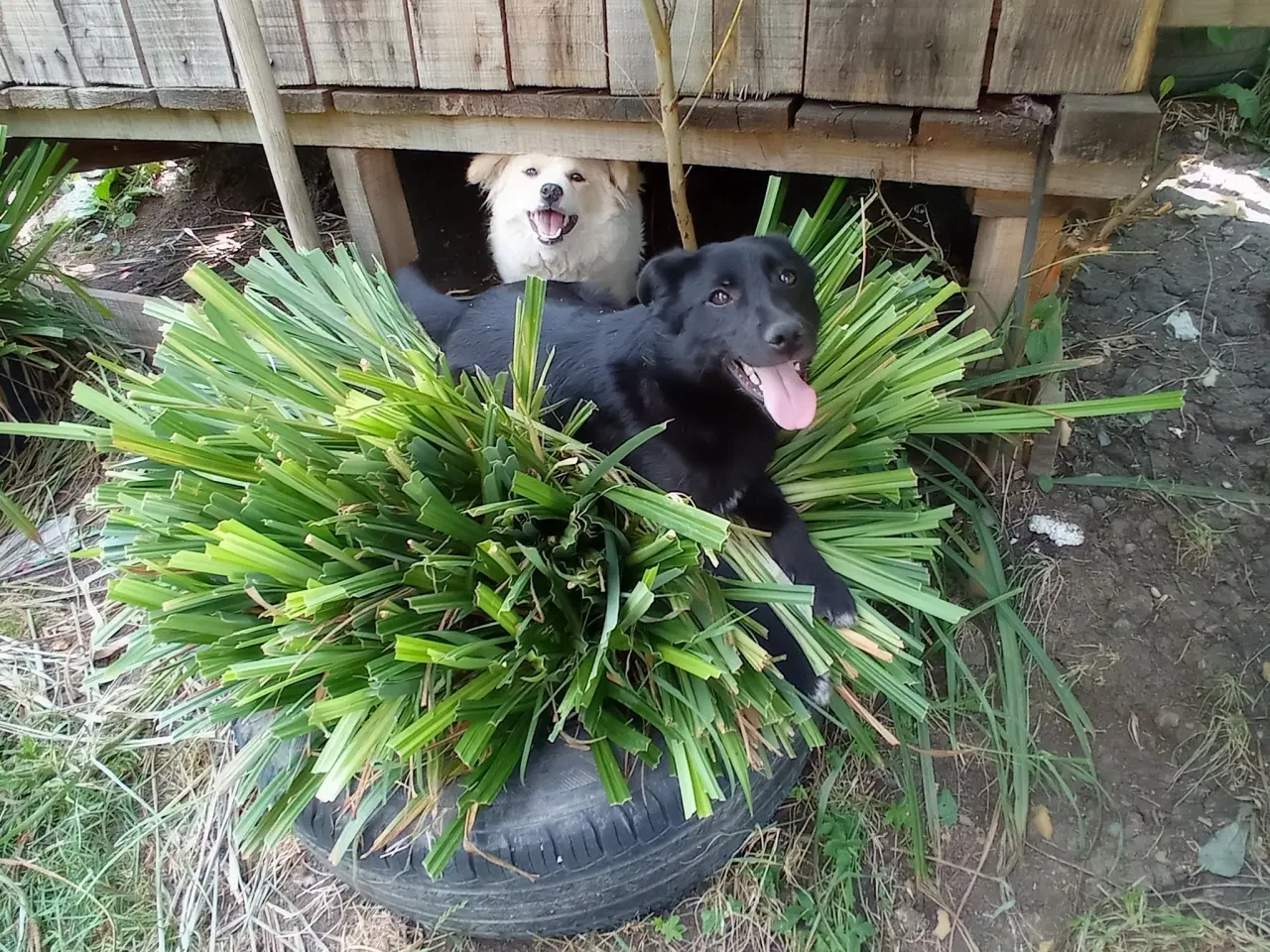 Billede 2 - Negra - super glad lille kærlig pige