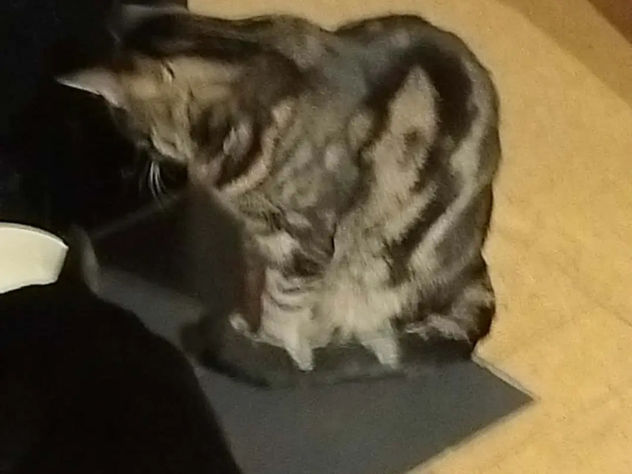 Billede 3 - 2 Hun katte