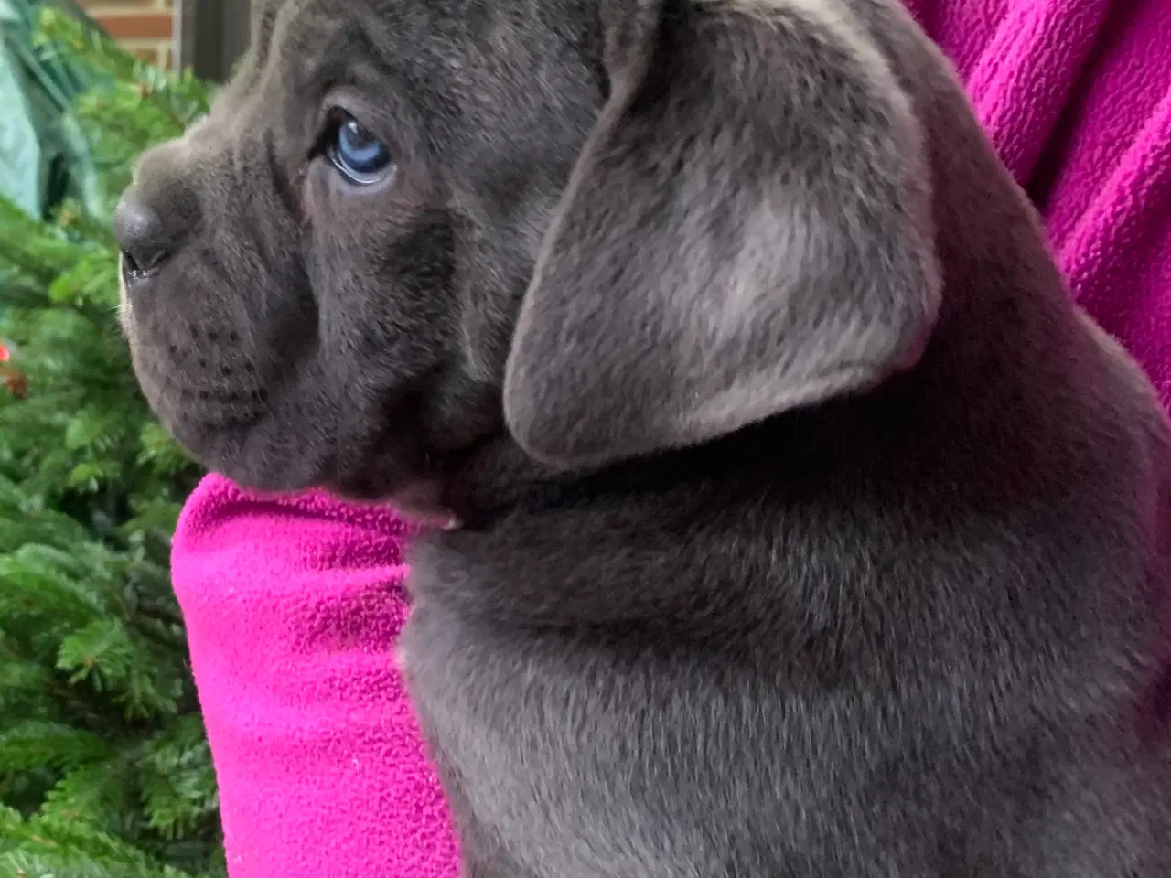 Billede 1 - Cane Corso Italiano hvalpe 