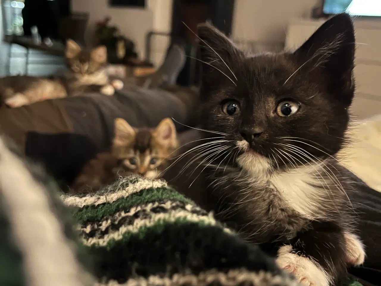 Billede 4 - Hun-killing, Maine Coon-blandning. 