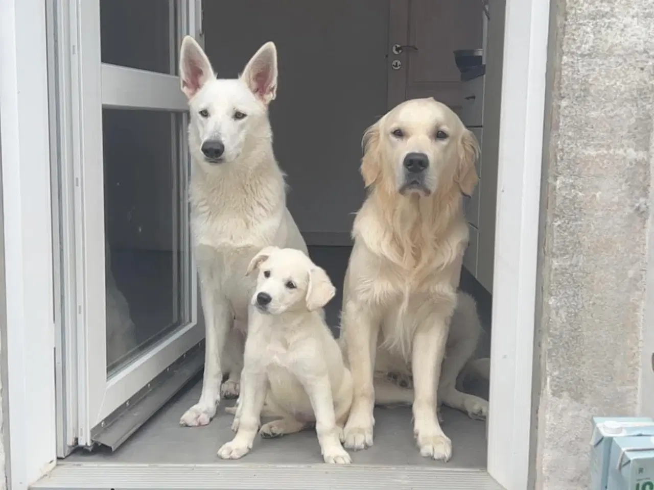 Billede 4 - Hvalpe - Labrador Retriever blanding