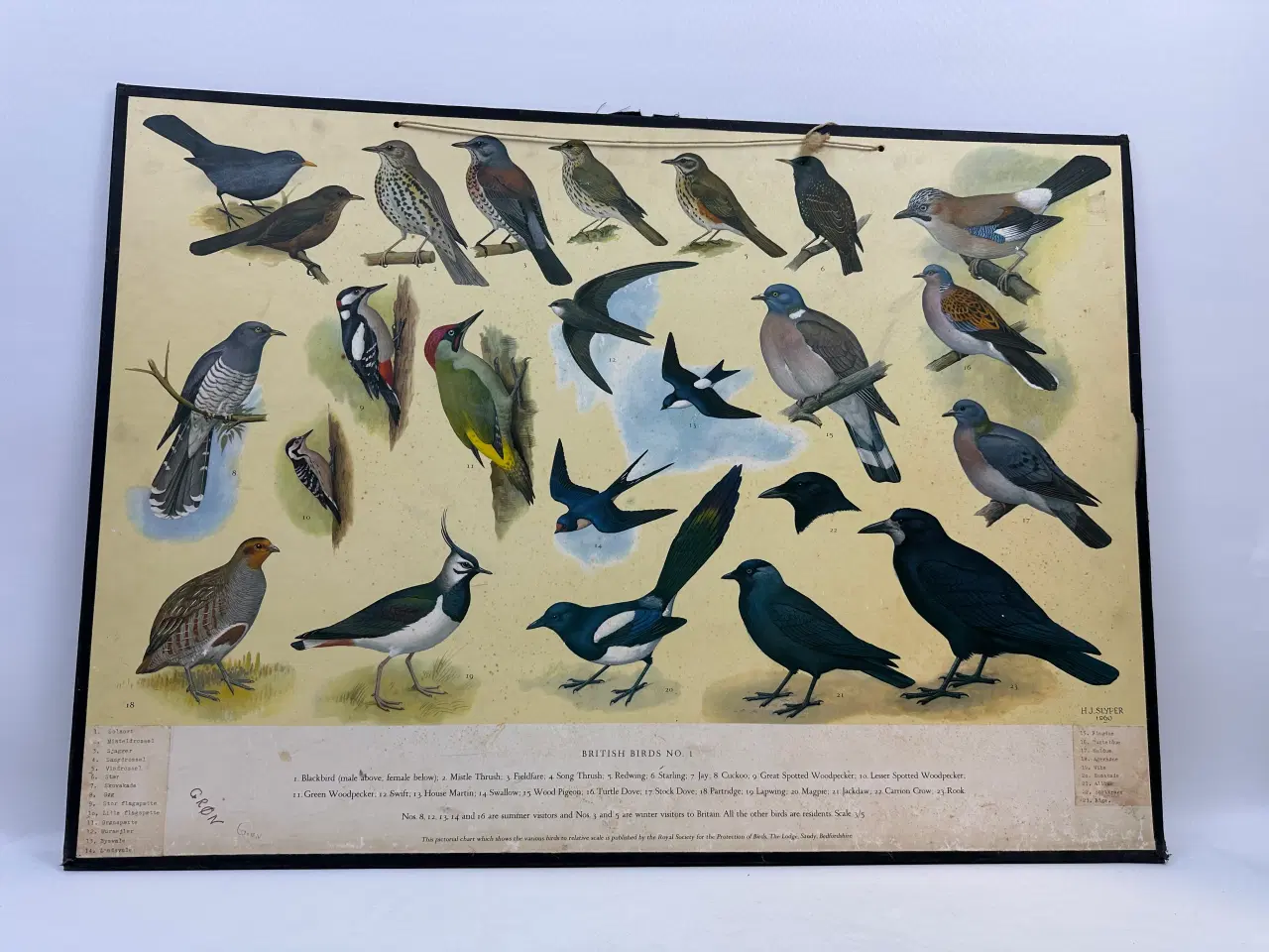 Billede 2 - Vintage skoleplanche (Fugle)