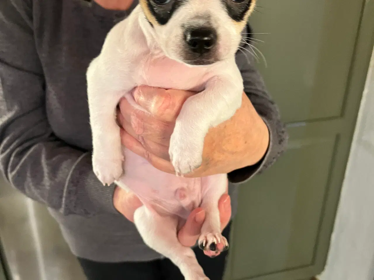 Billede 11 - 3 skønne hanhvalpe søger nyt, kærligt hjem. 