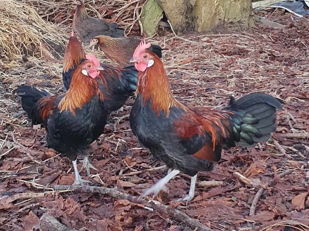 Billede 1 - Hanekyllinger danske landhøns
