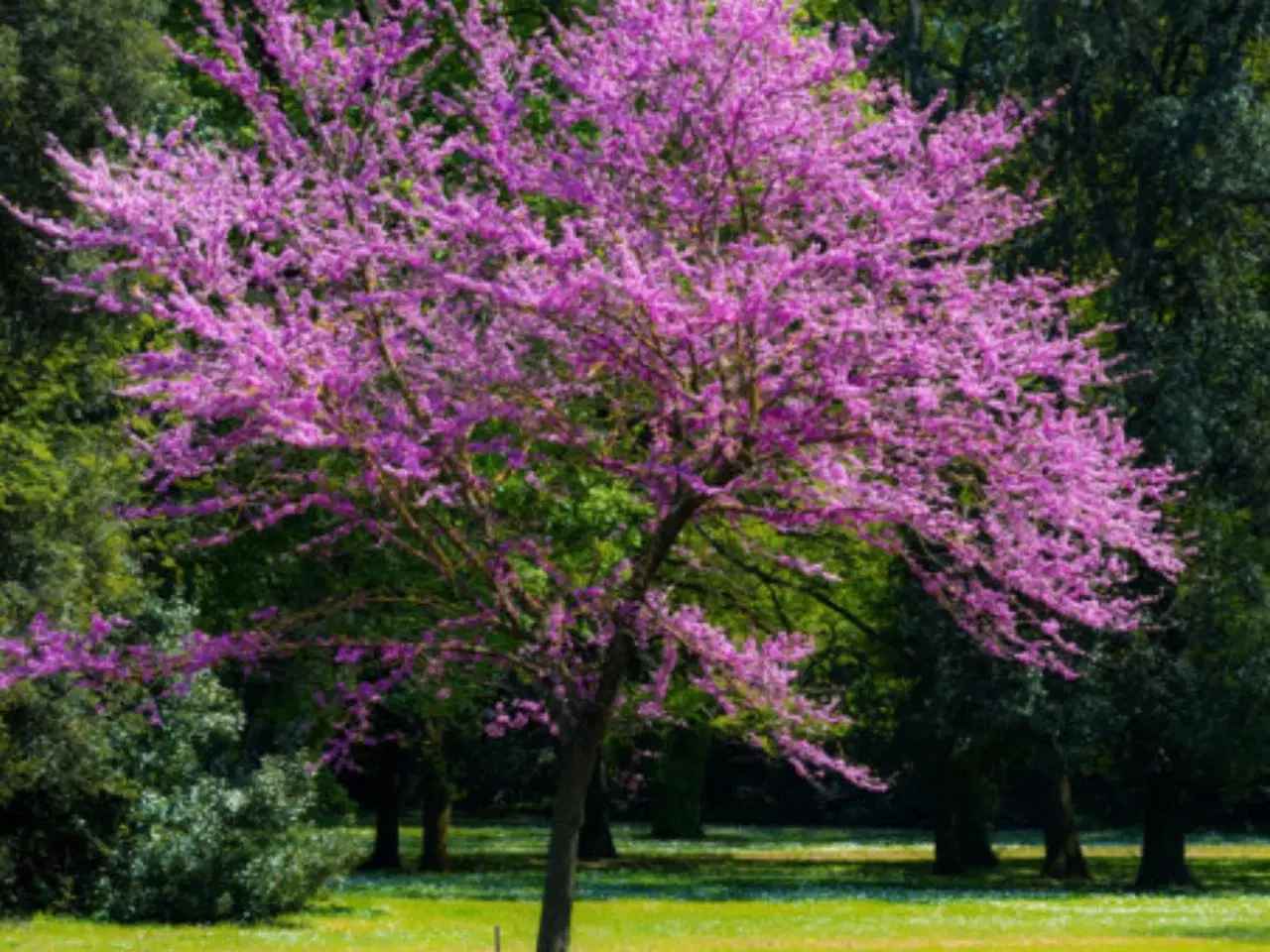 Billede 2 - Judas træ (hårdført