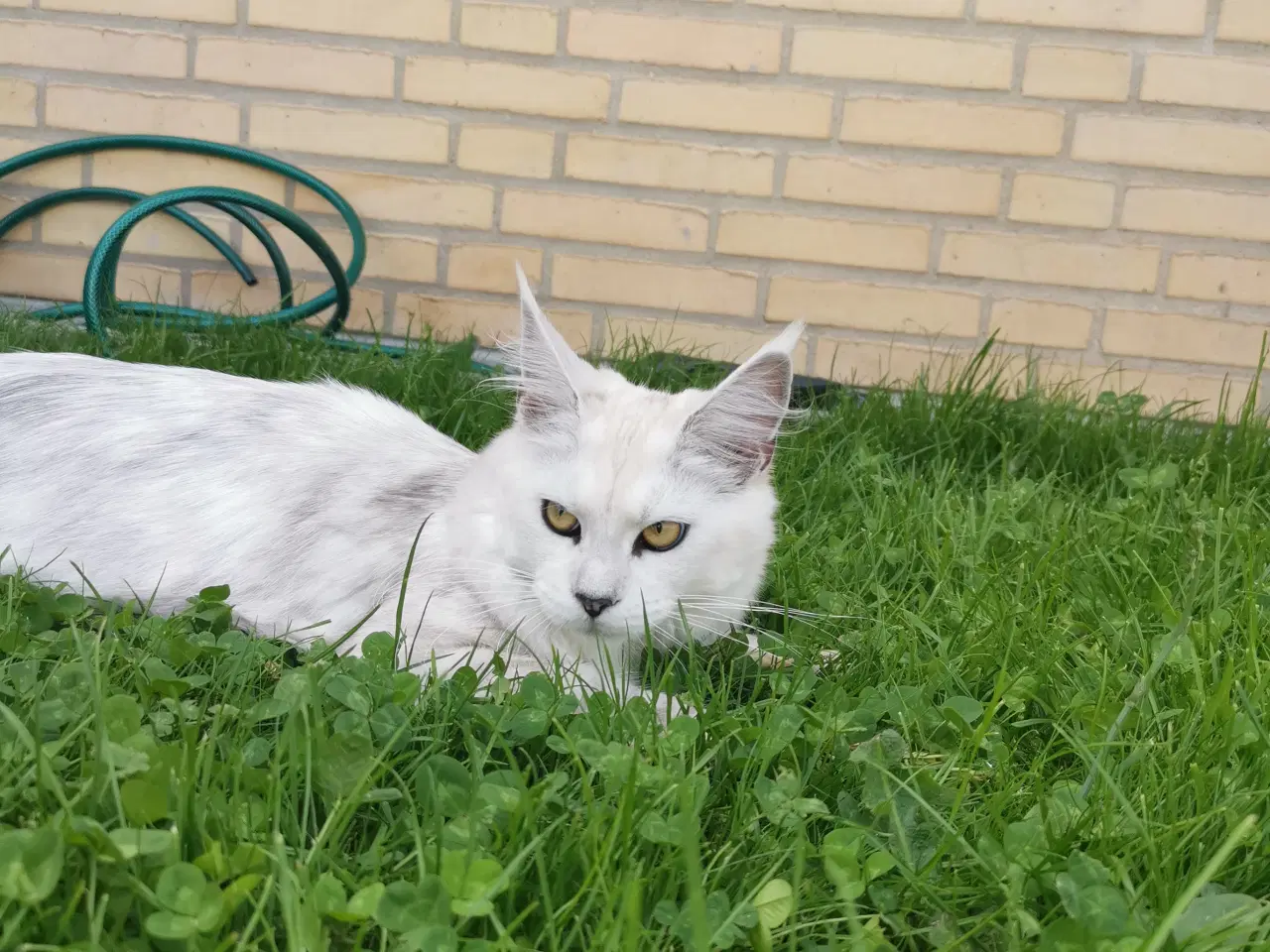 Billede 1 - Mainecoon pige 