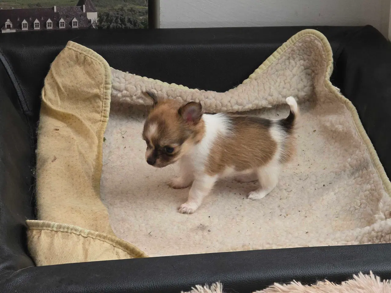Billede 8 - Chihuahua hvalpe langhåret tæver. 2 stk
