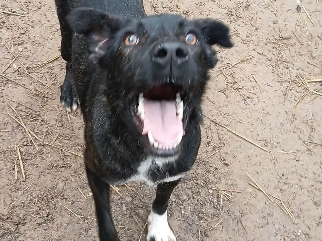 Billede 7 - Smukke Tulle leder efter sin egen familie 🩷