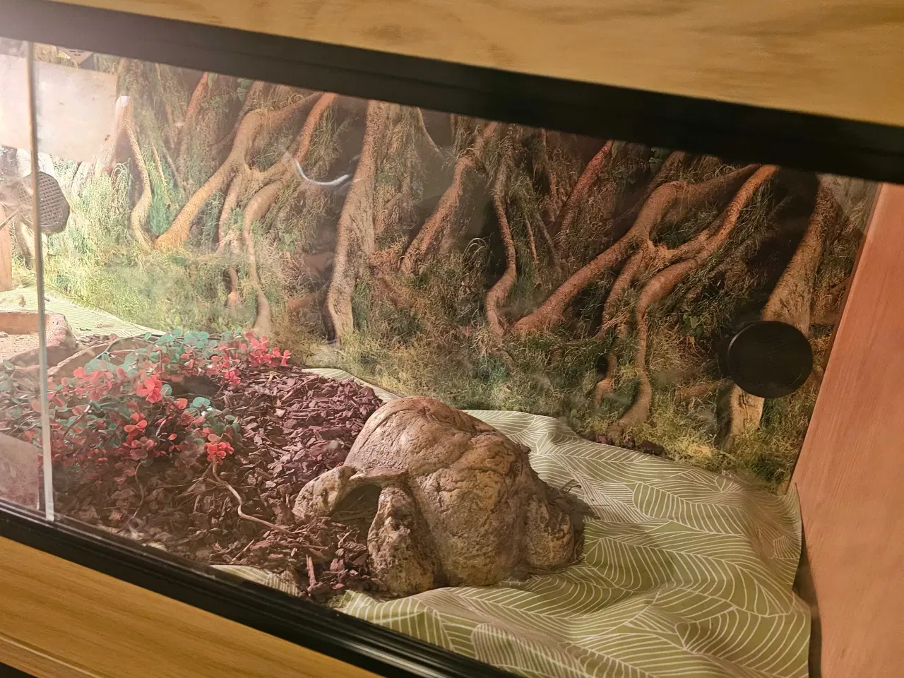 Billede 4 - Trynesnog