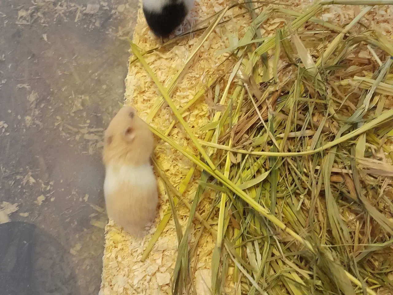 Billede 1 - Guld hamster unger