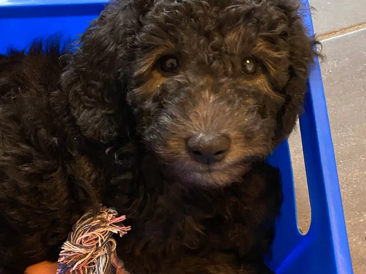 Billede 3 - Hvalpe Labradoodle F1BB